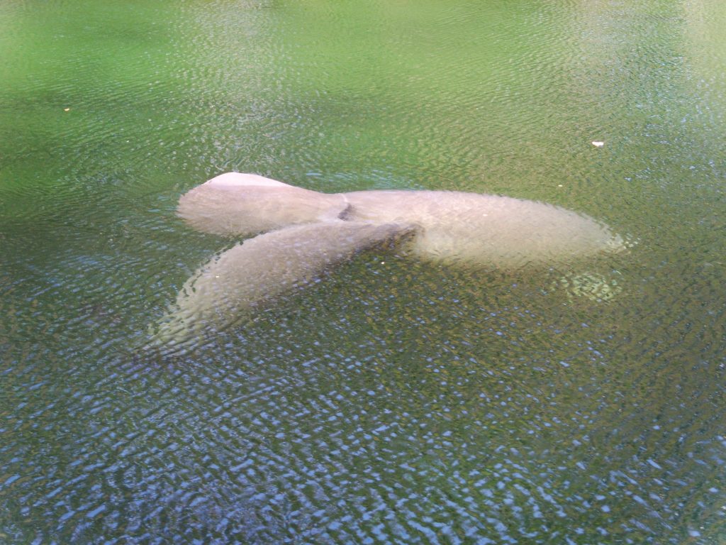 Mother and Baby Manatee at Blue Springs